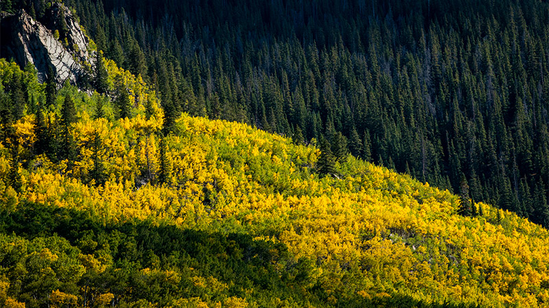Outdoor photo of Aspens turning gold